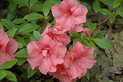 Gloskey Pink Azalea (Rhododendron 'Gloskey Pink') at Lakeshore Garden Centres