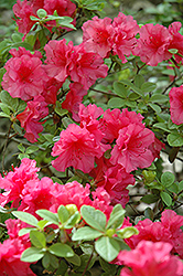 Pink Dawn Azalea (Rhododendron 'Pink Dawn') at Lakeshore Garden Centres