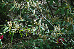 Zabel's Cherry Laurel (Prunus laurocerasus 'Zabeliana') at Lakeshore Garden Centres