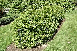 Lalandei Scarlet Firethorn (Pyracantha coccinea 'Lalandei') at Lakeshore Garden Centres