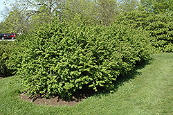 Mentor Barberry (Berberis x mentorensis) at Lakeshore Garden Centres