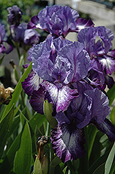 Infinity Ring Iris (Iris 'Infinity Ring') at Lakeshore Garden Centres
