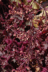 Fireworks Coral Bells (Heuchera 'Fireworks') at Lakeshore Garden Centres