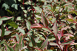 Tricolor St. John's Wort (Hypericum x moserianum 'Tricolor') at Lakeshore Garden Centres