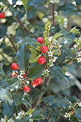 Berri-Magic Kids Meserve Holly (Ilex x meserveae 'Berri-Magic Kids') at Lakeshore Garden Centres