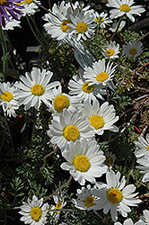 Snow Carpet Marguerite Daisy (Anthemis 'Snow Carpet') at Lakeshore Garden Centres