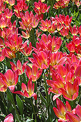 Antoinette Tulip (Tulipa 'Antoinette') at Peter Knippel Garden Centre
