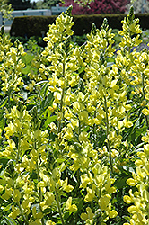 False Lupine (Thermopsis montana) at Lakeshore Garden Centres