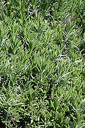 Lady Lavender (Lavandula angustifolia 'Lady') at Lakeshore Garden Centres