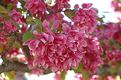 Royal Ruby Flowering Crab (Malus 'Royal Ruby') at Lakeshore Garden Centres