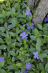 Gertrude Jekyll Periwinkle (Vinca minor 'Gertrude Jekyll') at Lakeshore Garden Centres