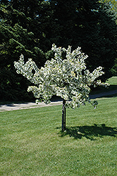 Autumn Gold Flowering Crab (Malus 'Autumn Gold') at Lakeshore Garden Centres