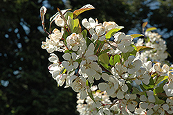 Autumn Gold Flowering Crab (Malus 'Autumn Gold') at Lakeshore Garden Centres