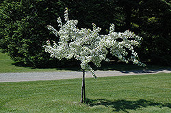 Autumn Delight Flowering Crab (Malus 'Autumn Delight') at Lakeshore Garden Centres