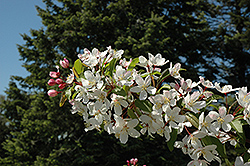 Autumn Delight Flowering Crab (Malus 'Autumn Delight') at Lakeshore Garden Centres
