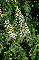 Columnar Horse Chestnut (Aesculus hippocastanum 'Fastigiata') at Lakeshore Garden Centres