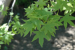 Worplesdon Sweet Gum (Liquidambar styraciflua 'Worplesdon') at Lakeshore Garden Centres