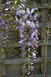 Issai Japanese Wisteria (Wisteria floribunda 'Issai') at Lakeshore Garden Centres