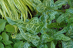 Italian Painted Arum (Arum italicum 'Pictum') at Lakeshore Garden Centres