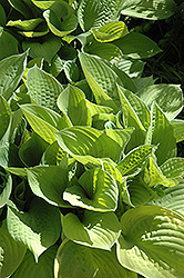 Richland Gold Hosta (Hosta 'Richland Gold') at Lakeshore Garden Centres