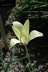 Chrysantha Tulip (Tulipa clusiana 'var. Chrysantha') at Lakeshore Garden Centres