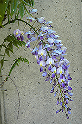Blue Sapphire Wisteria (Wisteria sinensis 'Blue Sapphire') at Lakeshore Garden Centres