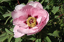 Shojuraku Tree Peony (Paeonia suffruticosa 'Shojuraku') at Lakeshore Garden Centres