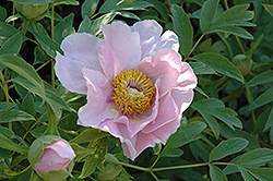 Yukidoro Tree Peony (Paeonia suffruticosa 'Yukidoro') at Lakeshore Garden Centres