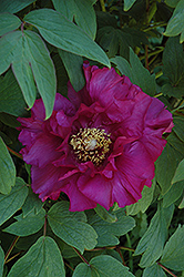 Shiko Tree Peony (Paeonia suffruticosa 'Shiko') at Lakeshore Garden Centres