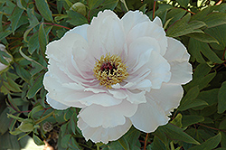 Fuji No Mine Tree Peony (Paeonia suffruticosa 'Fuji No Mine') at Lakeshore Garden Centres