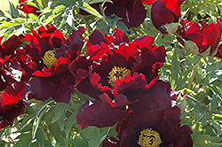 Boreas Tree Peony (Paeonia suffruticosa 'Boreas') at Lakeshore Garden Centres