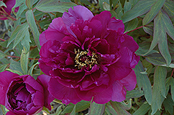 Vesuvian Tree Peony (Paeonia suffruticosa 'Vesuvian') at Lakeshore Garden Centres