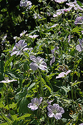 Chatto Wild Cranesbill (Geranium maculatum 'Chatto') at Lakeshore Garden Centres