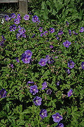Buxton's Variety Cranesbill (Geranium wallichianum 'Buxton's Variety') at Lakeshore Garden Centres