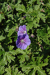 Gravetye Cranesbill (Geranium himalayense 'Gravetye') at Lakeshore Garden Centres