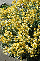 Dudley Neville Variegated Basket of Gold (Aurinia saxatilis 'Dudley Neville Variegated') at Lakeshore Garden Centres