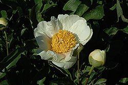 Claire de Lune Peony (Paeonia 'Claire de Lune') at Lakeshore Garden Centres
