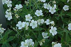 White European Wood Cranesbill (Geranium sylvaticum 'Album') at Lakeshore Garden Centres
