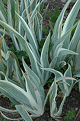 Variegated Japanese Rooftop Iris (Iris tectorum 'Variegatum') at Lakeshore Garden Centres
