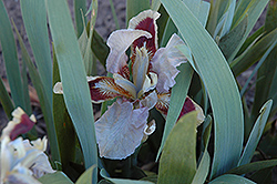 Allah Iris (Iris 'Allah') at Lakeshore Garden Centres