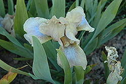 Alien Mist Iris (Iris 'Alien Mist') at Lakeshore Garden Centres