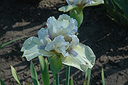 Calling Card Iris (Iris 'Calling Card') at Lakeshore Garden Centres
