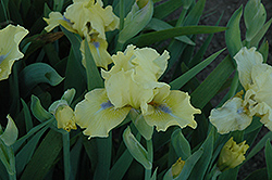 Blue-Eyed Blond Iris (Iris 'Blue-Eyed Blond') at Lakeshore Garden Centres