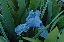 Bluebird In Flight Iris (Iris 'Bluebird In Flight') at Lakeshore Garden Centres