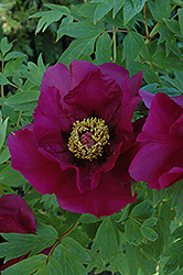 Fuji Musumi Tree Peony (Paeonia suffruticosa 'Fuji Musumi') at Lakeshore Garden Centres