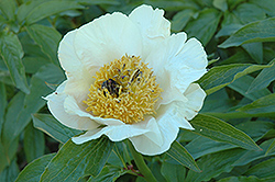 Halcyon Tree Peony (Paeonia suffruticosa 'Halcyon') at Lakeshore Garden Centres