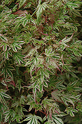 Alpenweiss Variegated Dwarf Japanese Maple (Acer palmatum 'Alpenweiss') at Lakeshore Garden Centres