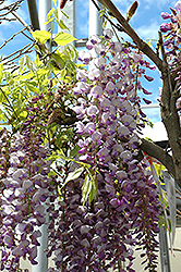 Black Dragon Wisteria (Wisteria floribunda 'Black Dragon') at Lakeshore Garden Centres