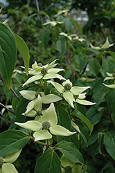 Triple Crown Chinese Dogwood (Cornus kousa 'Triple Crown') at Lakeshore Garden Centres