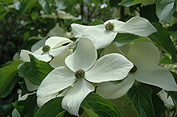 Starlight Chinese Dogwood (Cornus kousa 'Starlight') at Lakeshore Garden Centres